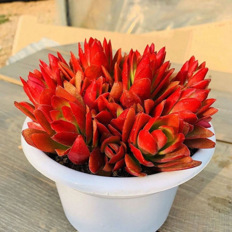兰桑火祭老桩多头群生多肉植物红色肉肉植物阳台肉肉组合奇趣盆栽