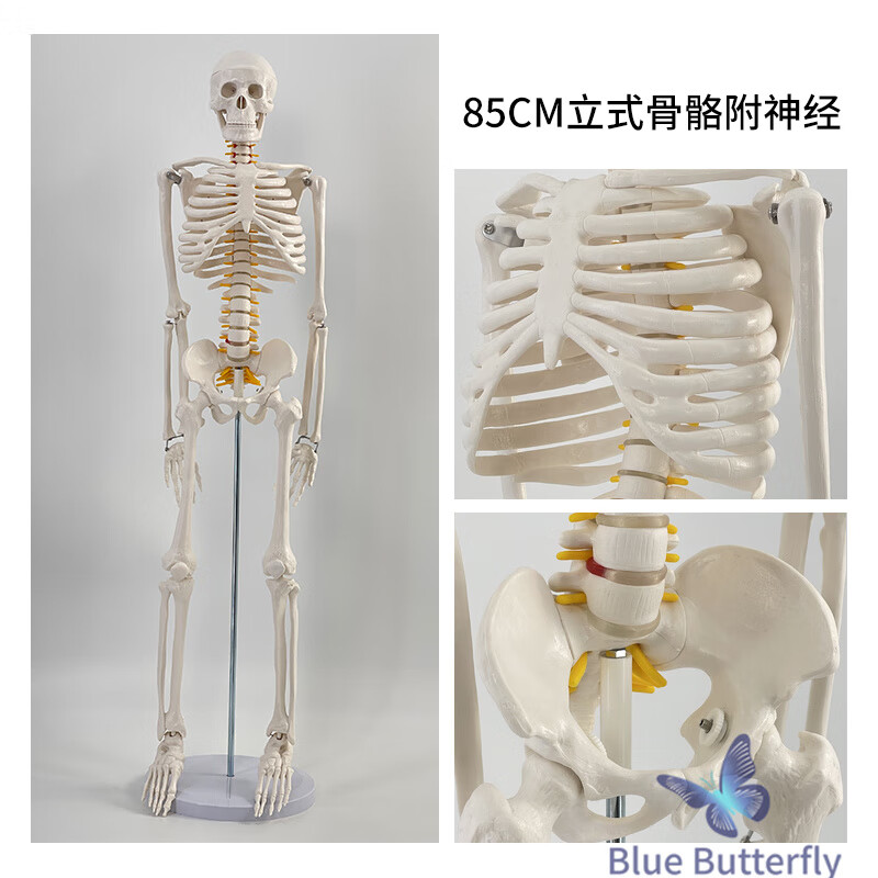 藍蝶85CM人體骨骼模型骨架人體模型成人小白骷髏教學脊椎全身骷髏標本 85cm立式骨骼帶椎間盤及神經(jīng)