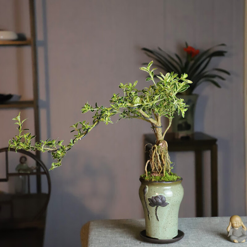 木繁老桩提根六月雪盆景室内盆栽悬崖式茶室 老桩提根六月雪(含荷花瓷