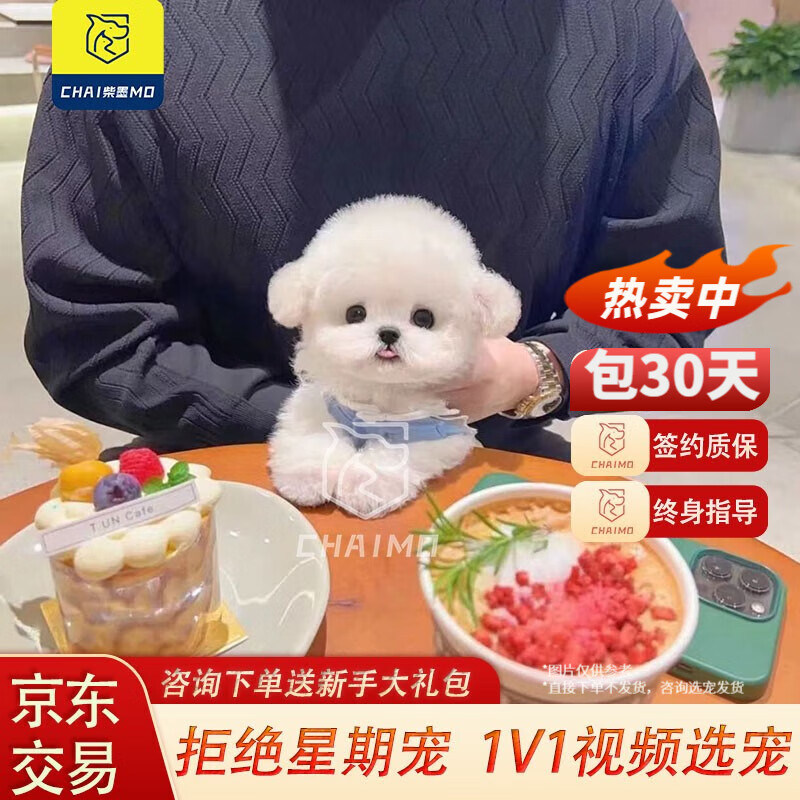 柴墨泰迪幼犬活体狗狗茶杯犬小狗崽飞耳小型犬可爱米奇耳贵宾犬 宠物