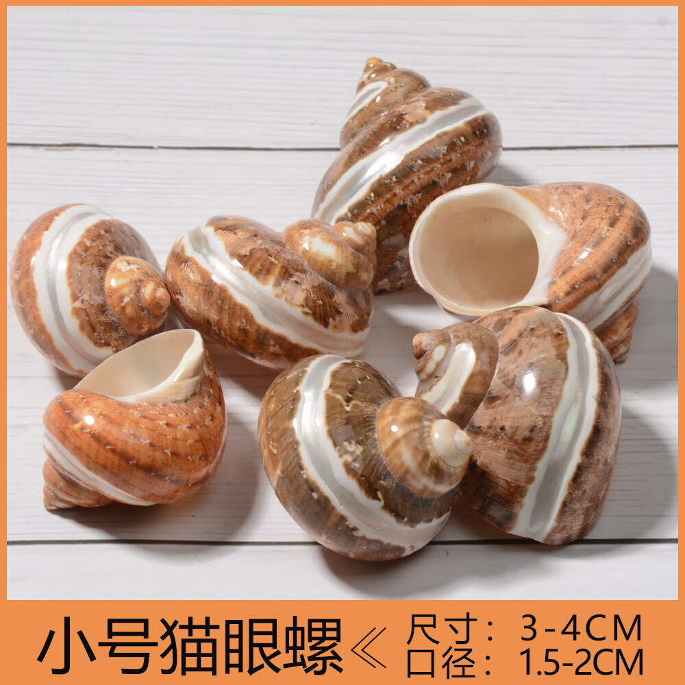 海螺壳绿猫眼蝾螺寄居蟹替换壳轨道猫眼螺鱼箱造景贝壳装饰 轨道黄