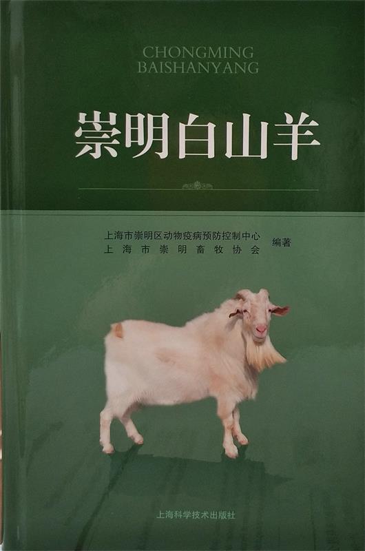 崇明白山羊