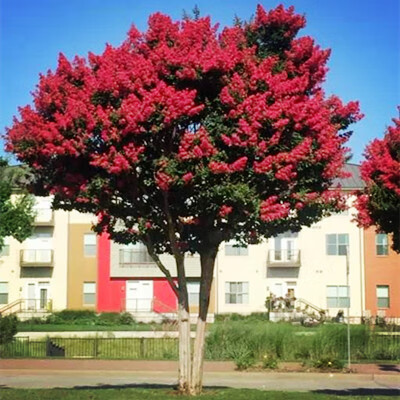 百日红庭院公园别墅绿化植物风景树紫薇花苗耐 大红花紫薇/根茎2cm粗