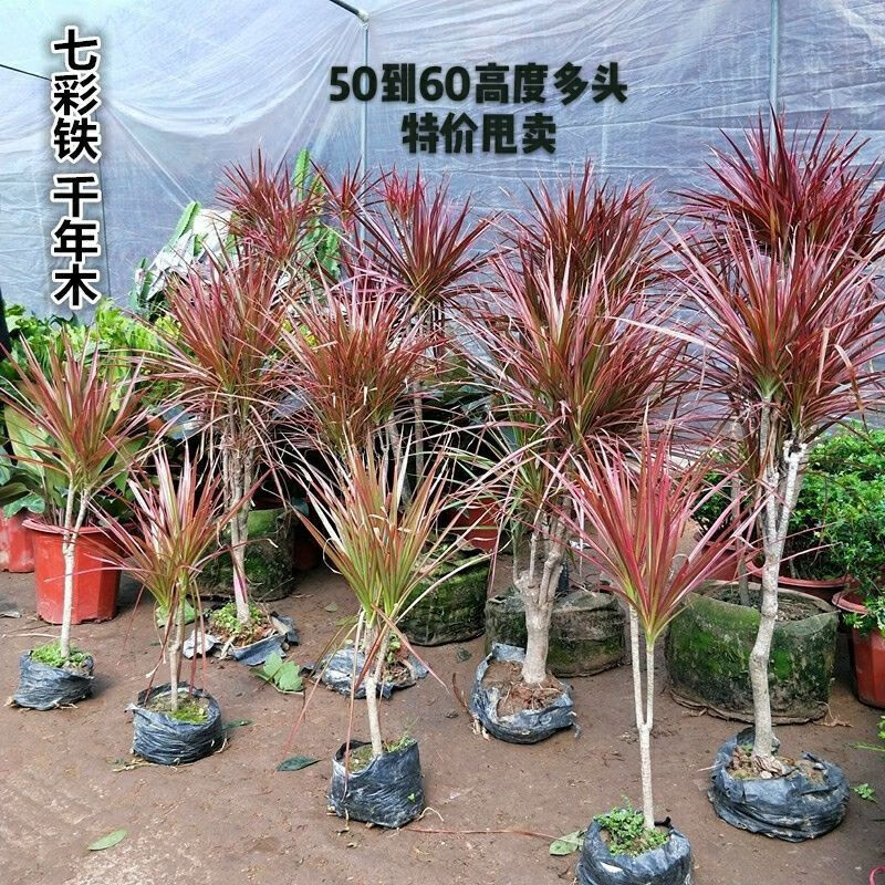 七彩铁树千年木北欧盆栽三色龙血树客厅室内净化空气绿植盆栽 七彩铁