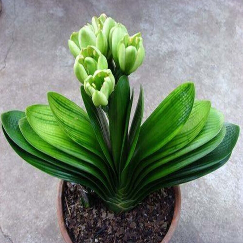 绿色君子兰8-10片带盆带土