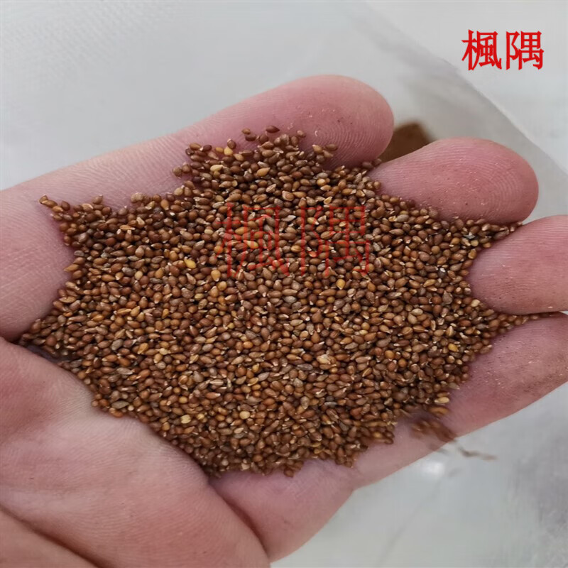 楓隅三色堇种子观花种籽四季多年生庭院观叶种孑花籽 三色堇种子10克