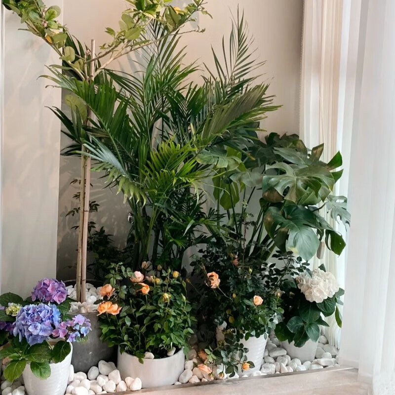 上门布置】柠檬绣球月季天堂鸟虎尾兰龟背竹盆栽阳台花园 墙角的花园