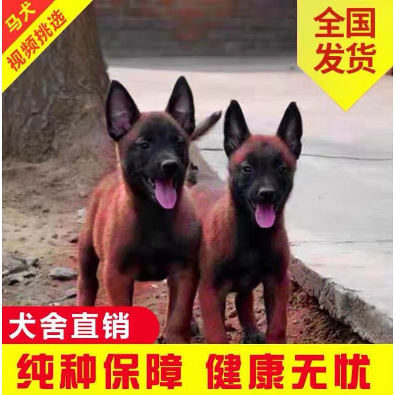 马犬幼犬纯种活体军犬警犬比利时爆黑红马犬看家护院犬宠物狗狗朴彩定金（PUCAI）怎么看?