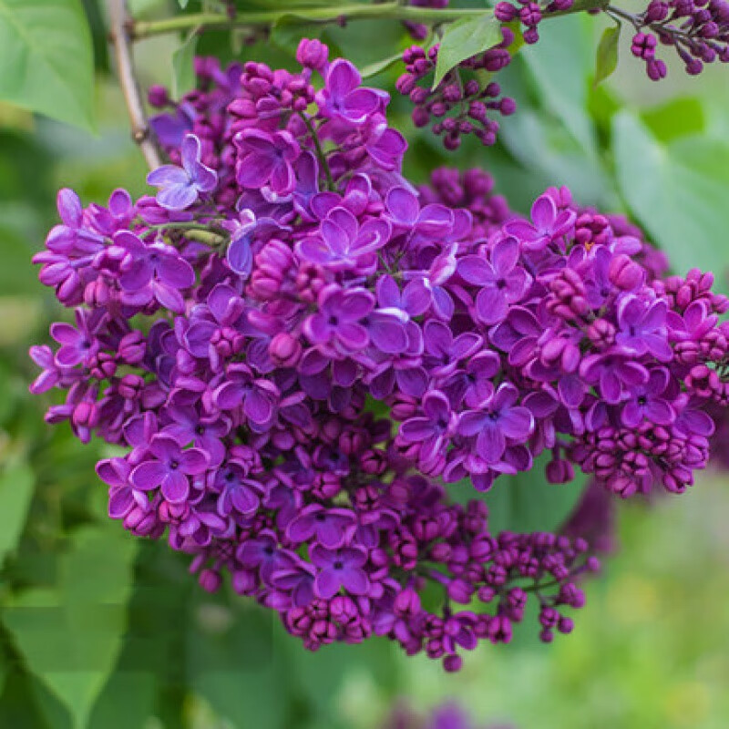 花苗花卉植物室内庭院风景树耐寒四季紫丁香花盆栽 紫罗兰【3公分苗】