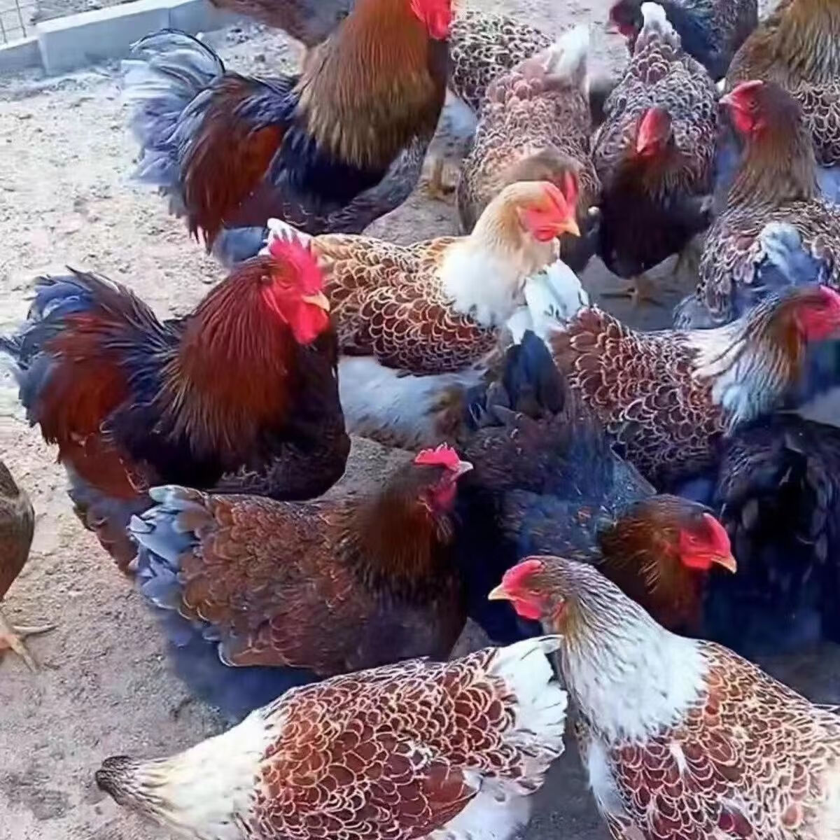 鱼鳞鸡幼苗怀特鸡活苗小鸡紫怀特活苗黑白花大型观赏鸡宠物鸡宠物 3-4