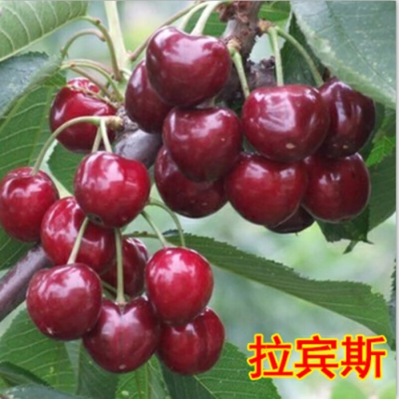 树苗当年结果嫁接车厘子树苗 南北方庭院阳台盆栽地栽果树苗 拉宾斯 6