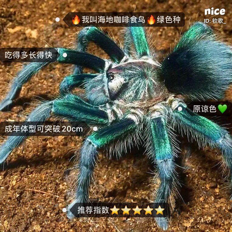 蛛爬虫巴西所罗门金直间智利火红玫瑰橙巴布温顺好养 绿海地咖啡食鸟4