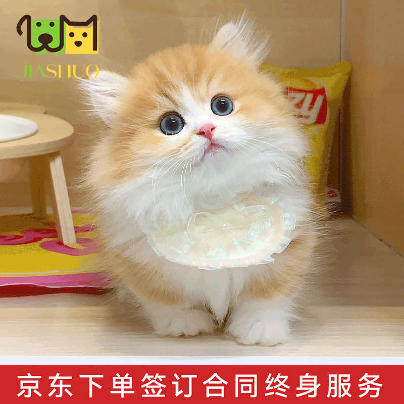佳朔【签订正规合同】纯种金渐层猫活体拿破仑米努特矮脚猫家养宠物猫 宠物级 【金色矮脚】怎么看?