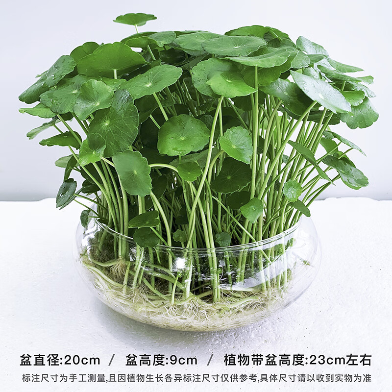 金钱草 盆栽 铜钱草水培水养植物金钱草室内盆栽办公室土培绿植 大