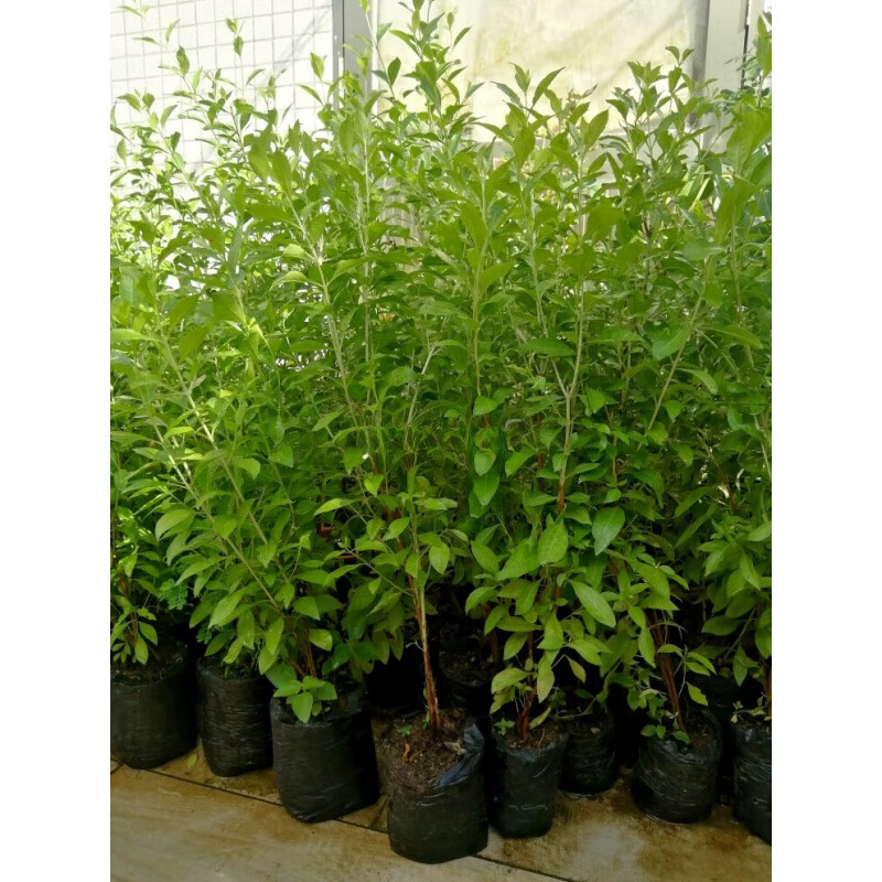 植果缘盆栽庭院绿植指甲花苗散沫花苗染头发