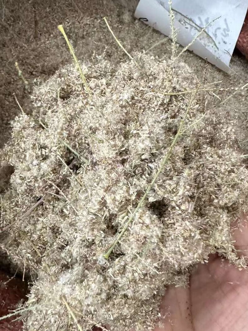 芗苒红柳种子四季花籽种籽籽 红柳种子一斤