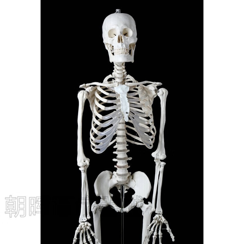 脊柱骨骼标准医学标本170cm180脊柱全身骨骼标准 骷髅骨架人体模 180