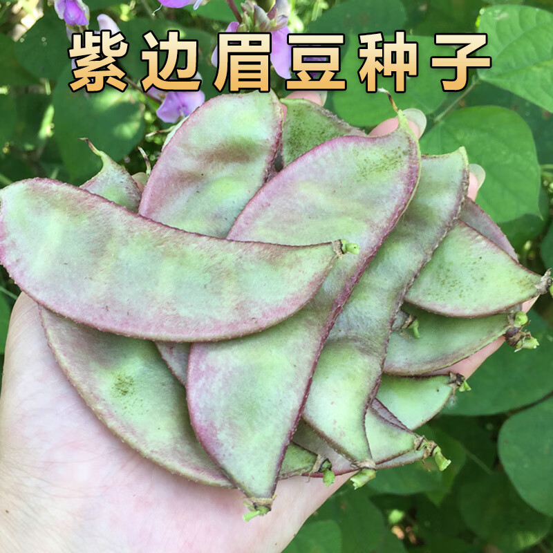 山谷里的居民眉豆种子籽紫眉豆种籽绿扁豆苗子紫边扁豆种春季四季菜种