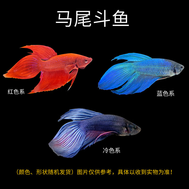 泰国斗鱼宠物鱼活体马尾狮王半月鱼母观赏鱼活热带鱼免打氧淡水鱼