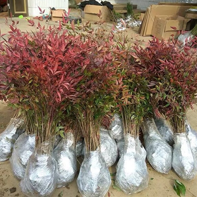 南天竹盆景老桩盆栽南天竺花苗火焰红南天竹树苗四季庭院观叶植物 南