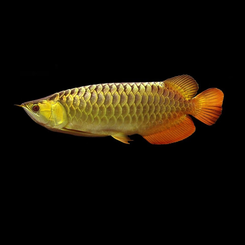 金龙鱼活鱼金头蓝底过背高背金龙水族活体鱼热带鱼观赏鱼 纯种高背