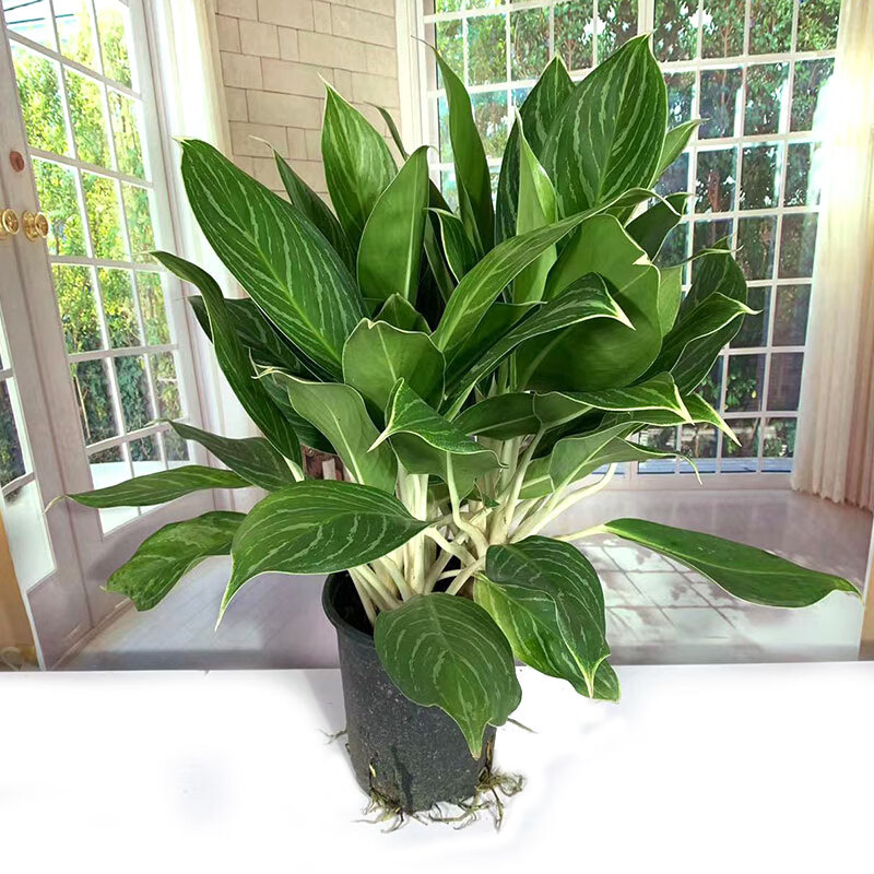 白雪公主花盆栽白柄粗肋草室内办公客厅花卉大植物四季常青除甲醛 大