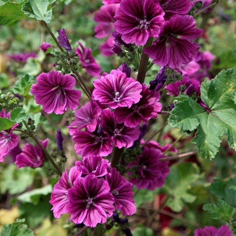 一播大地 锦葵四季易种易活开花花种子室内盆栽冬季种花籽冬天花卉