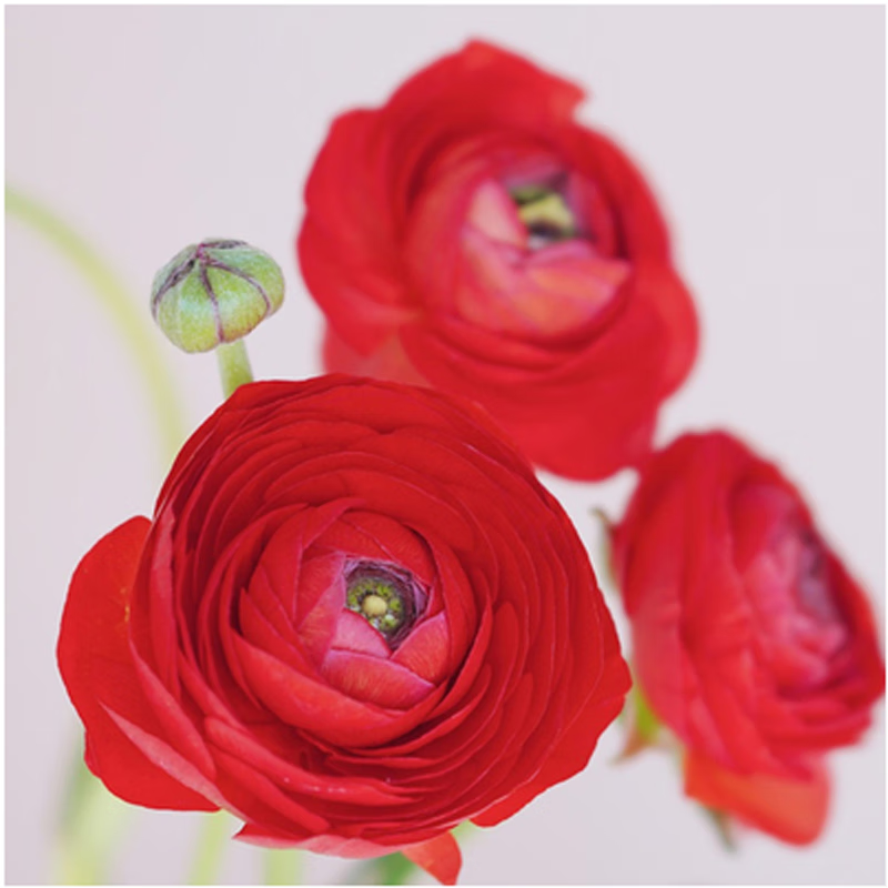 韵花毛茛种球耐寒四季播种开花洋牡丹种子室内室外阳台盆栽植物 红色