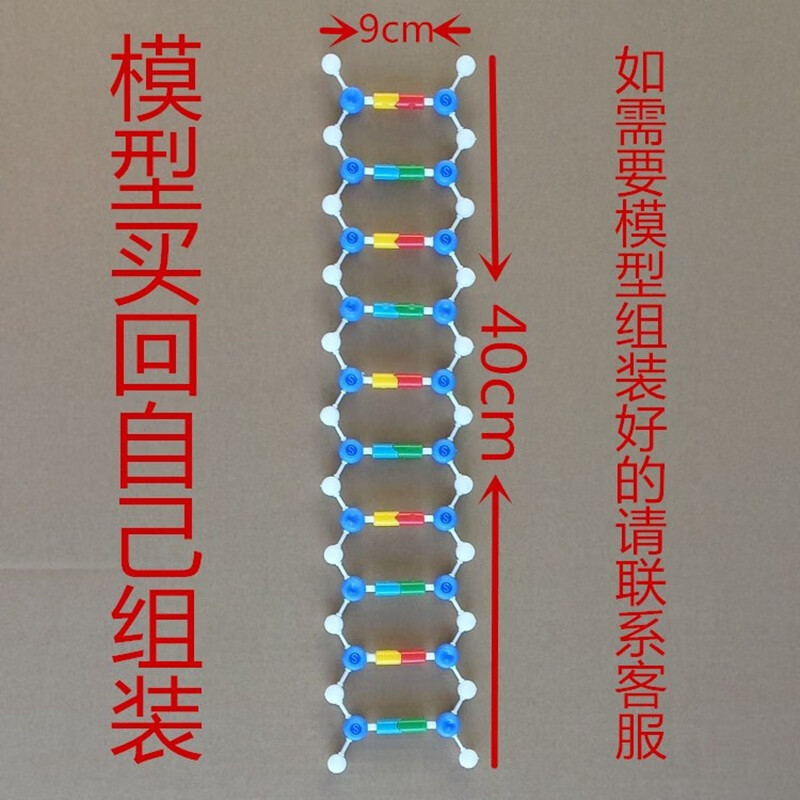 攸竹  dna双螺旋结构模型组件 j3242 高中生物 实验器材  教学仪器