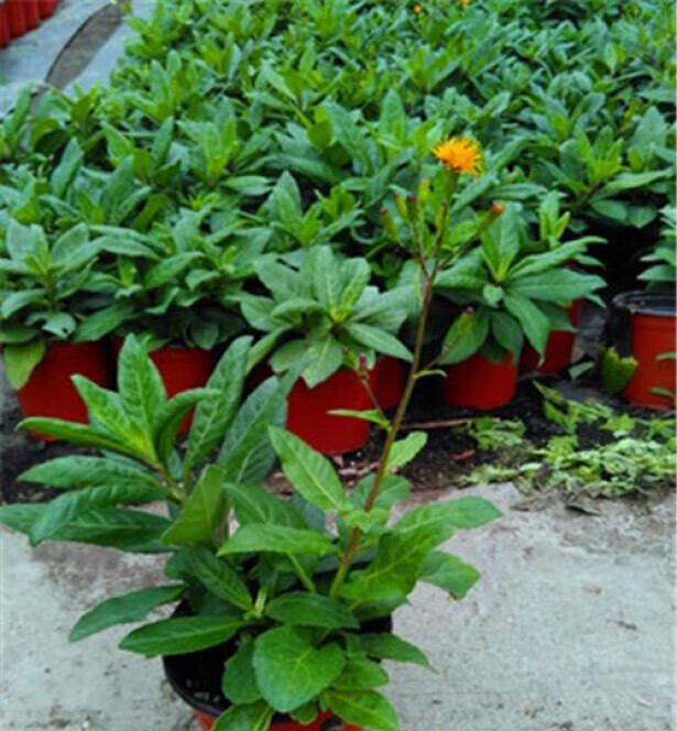 姒桀明月草盆栽降糖草白背白子菜金鸡毛菜富贵菜尼基罗草可以吃降压菜