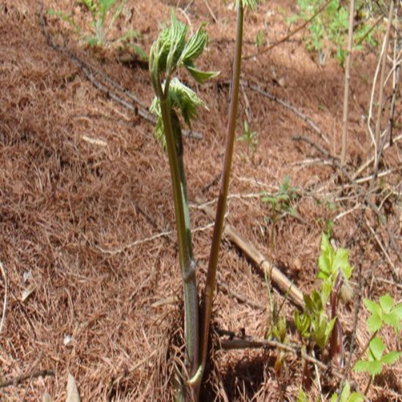 东北苦力芽种子山野菜窟窿芽苗中草药植物升麻家庭院盆栽四季易活