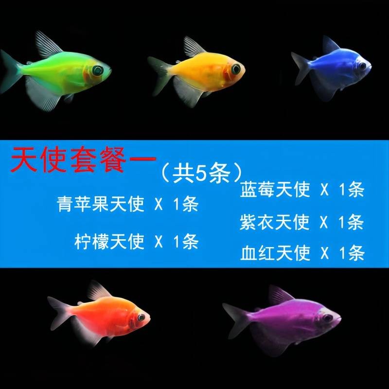 卡奇鱼水族活体