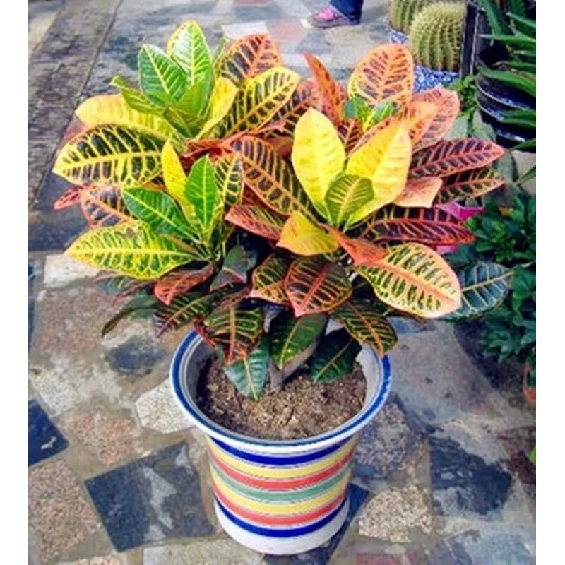 变叶木盆栽 变色木 绿植四季花卉盆景室内客厅办公室植物 30-40厘米高