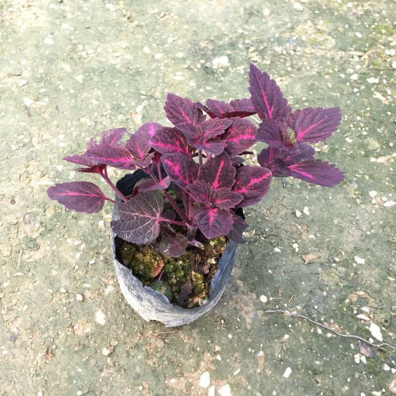 曦凰彩叶草盆栽花卉五彩苏观叶植物阳台庭院办公室好养绿植 紫色小苗