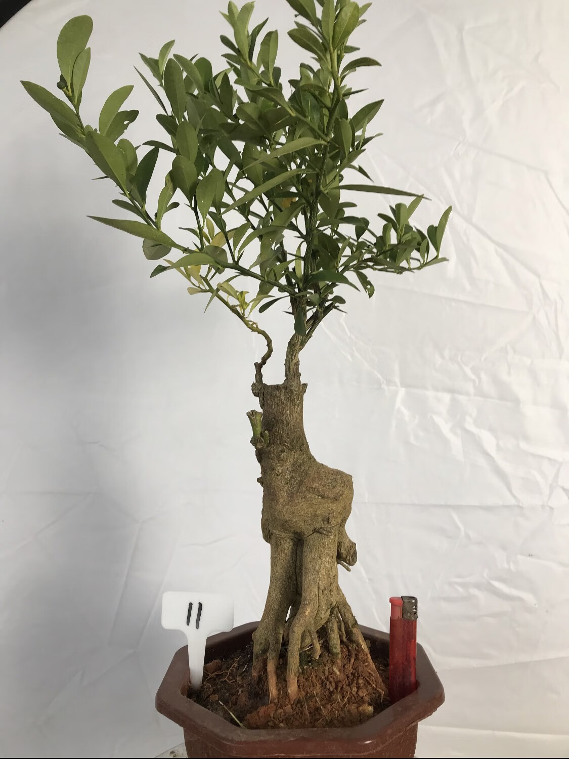 刘不丁金豆盆景树桩熟桩老桩浙江地区山桔办公室盆栽绿植植物 白色拍