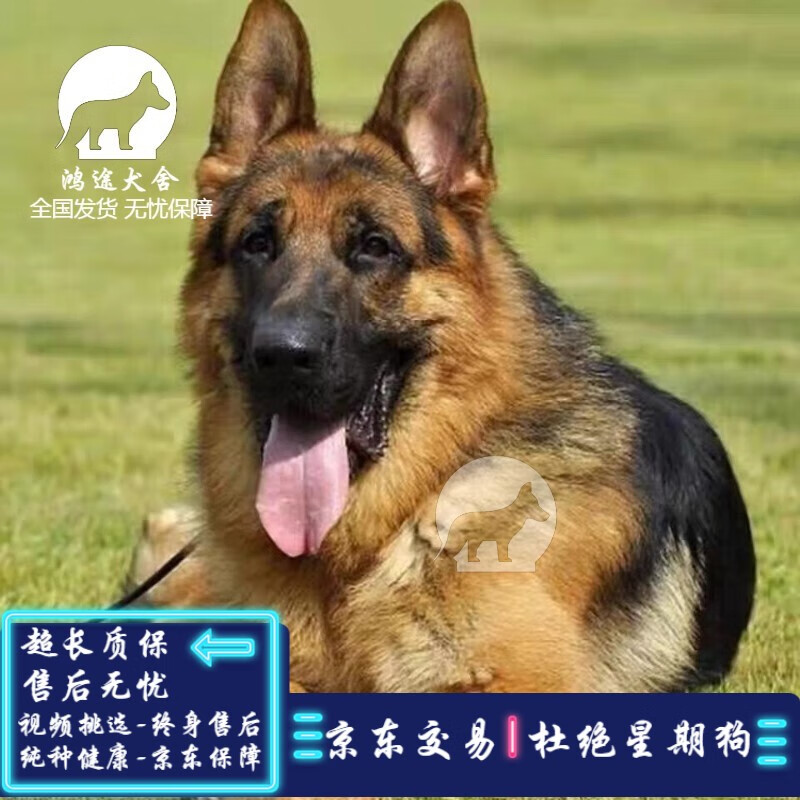 采缇(caiti)纯种德牧幼犬大型犬狼青犬弓背犬黑背幼犬狼狗幼犬德国
