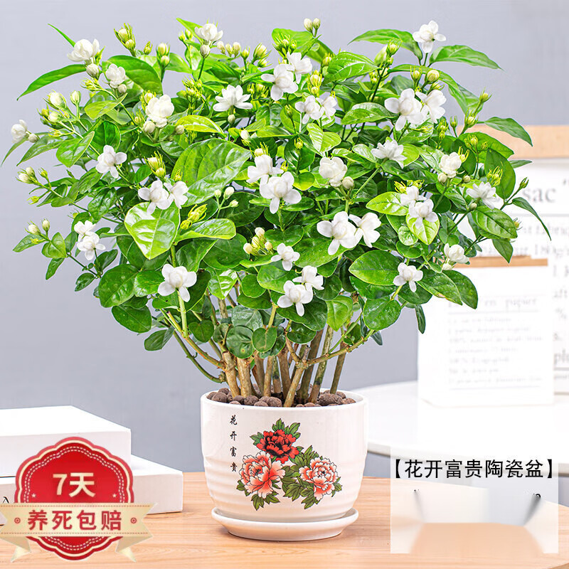 查询花园植物历史价格走势|花园植物价格走势