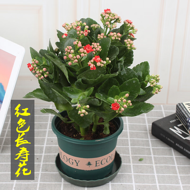 长寿花盆栽重瓣大花苗带花苞新品种花卉绿植室内观花植物四季盆景