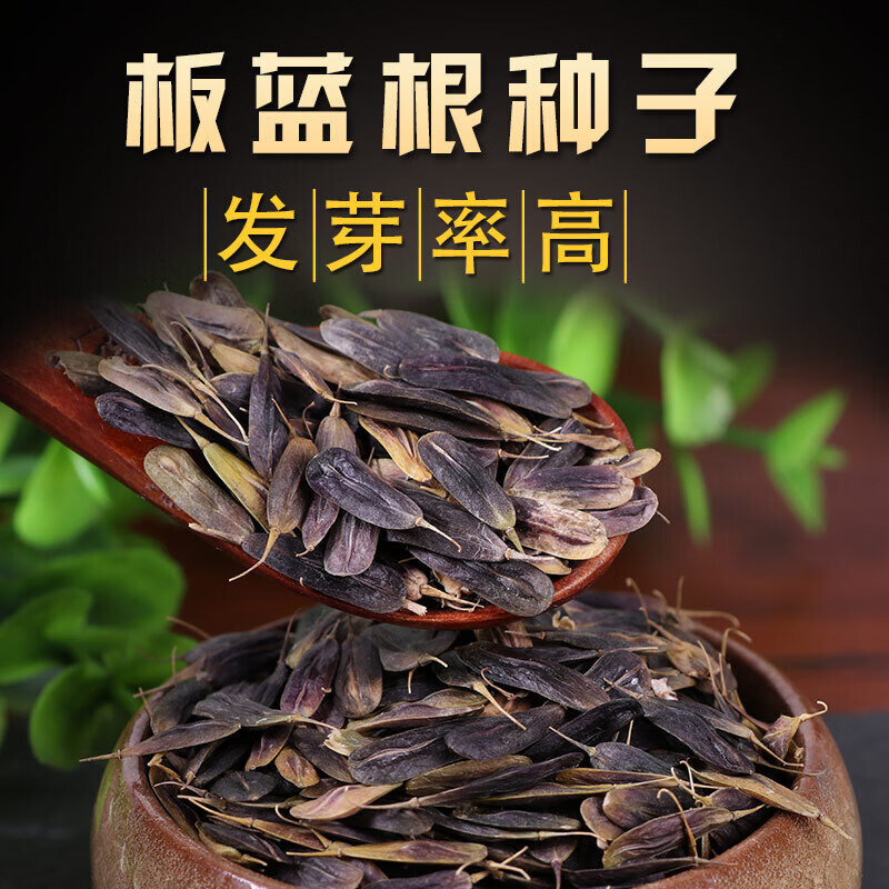 清晨露水 板蓝根种子纯新中药材大青叶盆栽小叶的拿样200粒夏季冬季