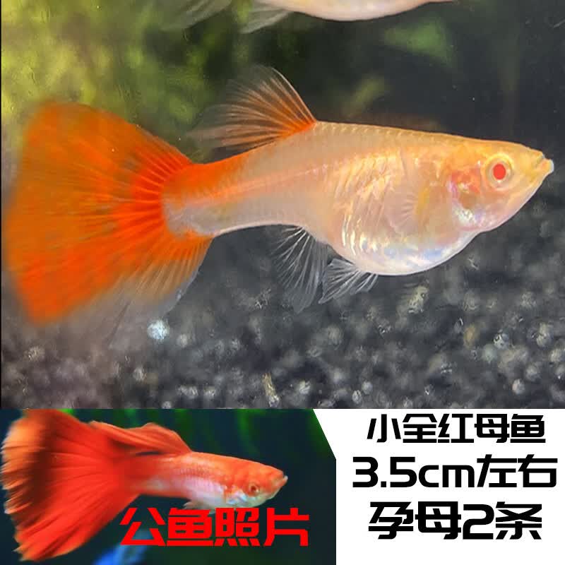 奶萝精品孔雀鱼纯种孕母临产大肚大尾繁殖小型热带鱼淡水胎生鱼天空蓝