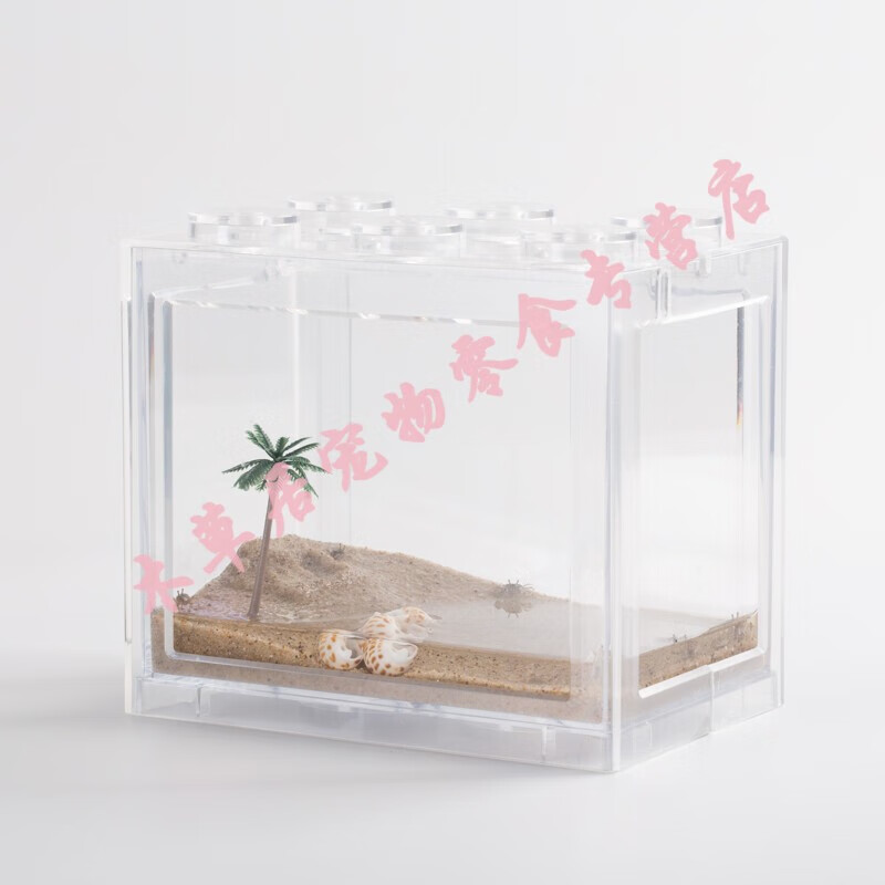 桌面小宠物迷你豆豆螃蟹小型好养活物吃土观赏生态豆豆蟹大号 大号