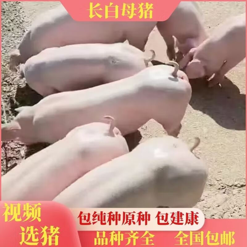 新美系长白种母猪原种母猪种公猪大约克长白约克二元母猪养殖资料