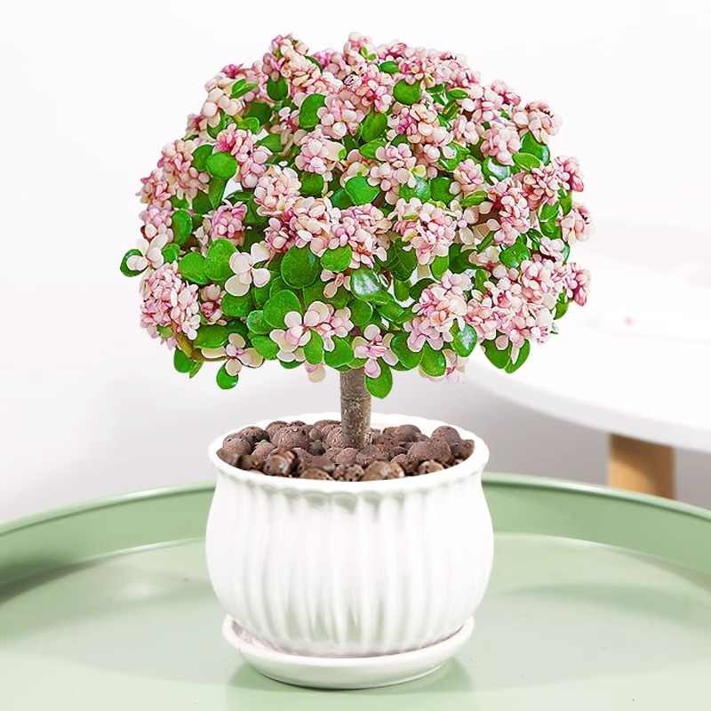 水培植物室内花办公室绿植好养净化空气 金枝玉叶棒棒糖【陶瓷盆】 肥