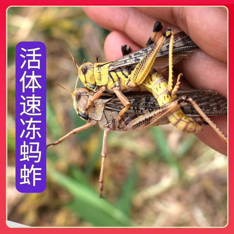 虎钢馋新鲜蚂蚱昆虫美食蝗虫活体冷冻公母带卵籽鸟鱼食烧烤食材件