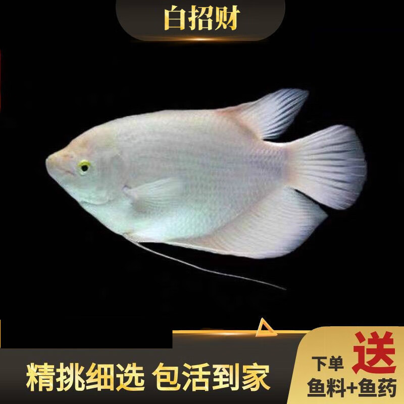 墨之瑶热带观赏鱼招财鱼活战船鱼中大型宠物鱼发财鱼包活 12-14黑眼