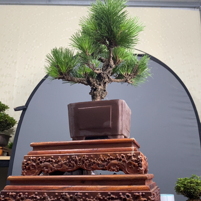 锦松盆景三河黑松那须矮霸老桩室内阳台四季