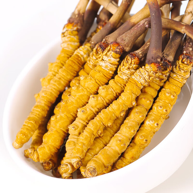 2021新鲜冬虫夏草鲜虫草30根0.7克/根礼盒装鲜草 30根0.