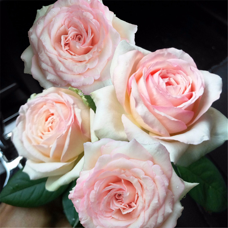 飞沭月季花蒙娜丽莎花浓香粉色盆栽地栽花卉 蒙娜丽莎【中苗】 不含盆