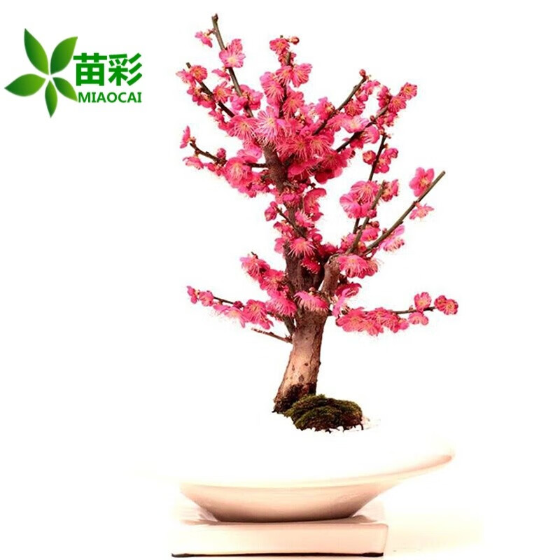 苗彩园艺【冬季耐寒】日本海棠花苗腊梅树苗梅花树盆景桂花盆栽室内外绿植花卉观花庭院阳台红梅树苗朱砂红三年苗多分枝主图0