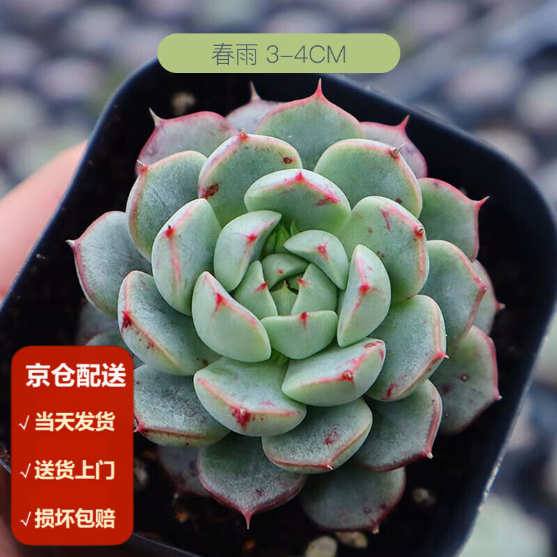 墨一(moyi)多肉植物组合盆栽套餐多肉盆栽花卉办公室桌面绿植 春雨3-4